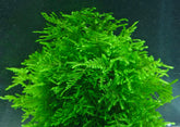 ADA peacock moss Taxiphyllum peacock moss IC808